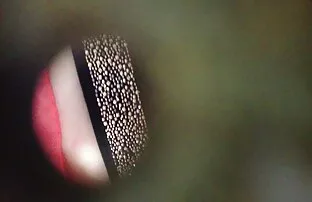Luurakala 11